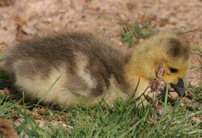 Photo de Canard