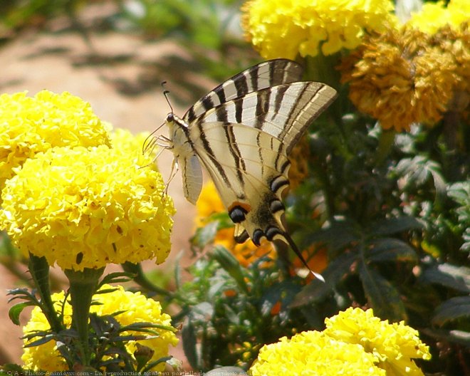 Photo de Papillon