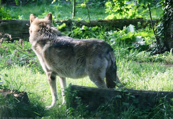 Photo de Loup