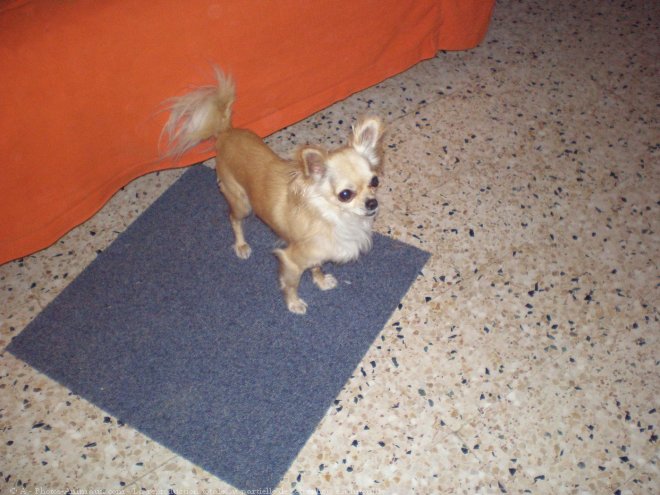 Photo de Chihuahua  poil long