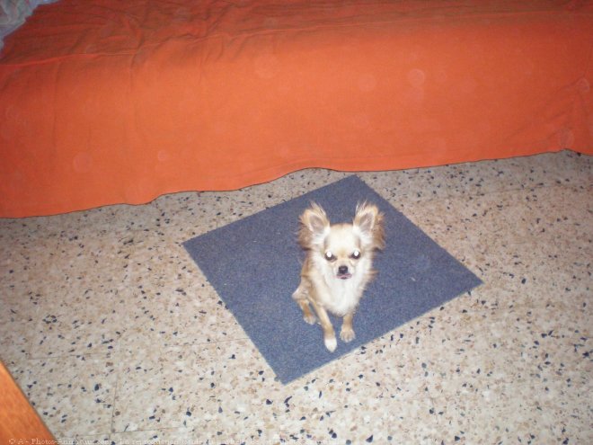 Photo de Chihuahua  poil long