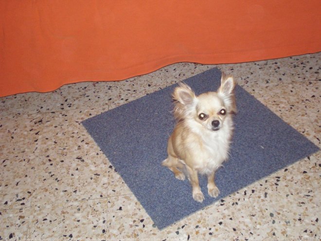 Photo de Chihuahua  poil long