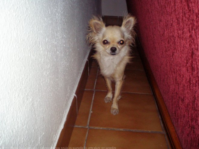 Photo de Chihuahua  poil long