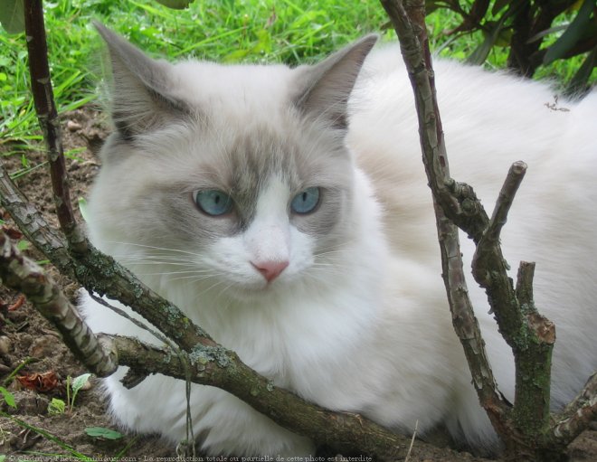 Photo de Ragdoll