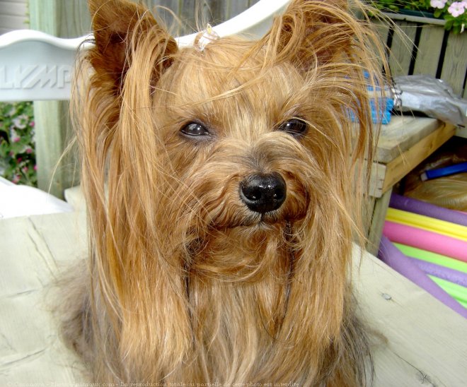 Photo de Yorkshire terrier