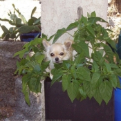 Photo de Chihuahua  poil long