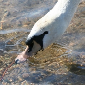 Photo de Cygne