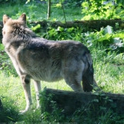 Photo de Loup