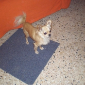 Photo de Chihuahua  poil long