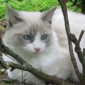 Photo de Ragdoll