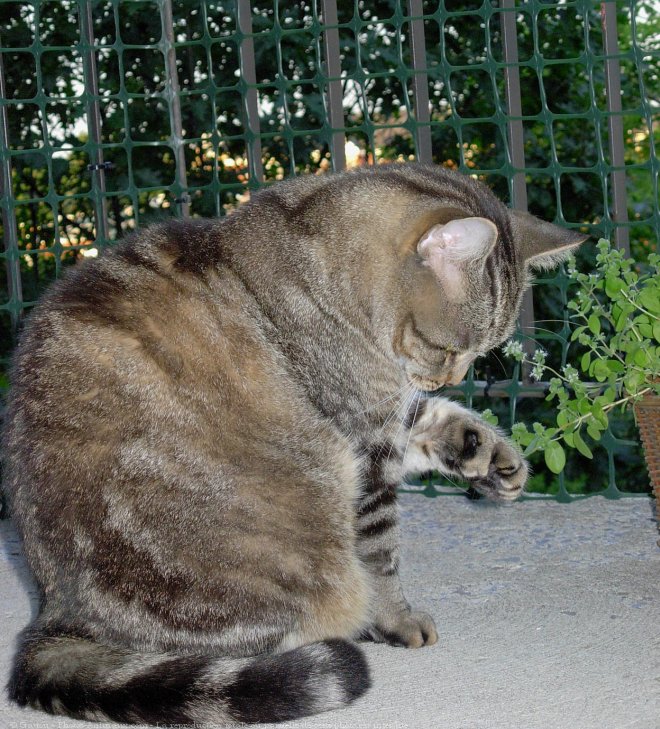 Photo de Chat domestique