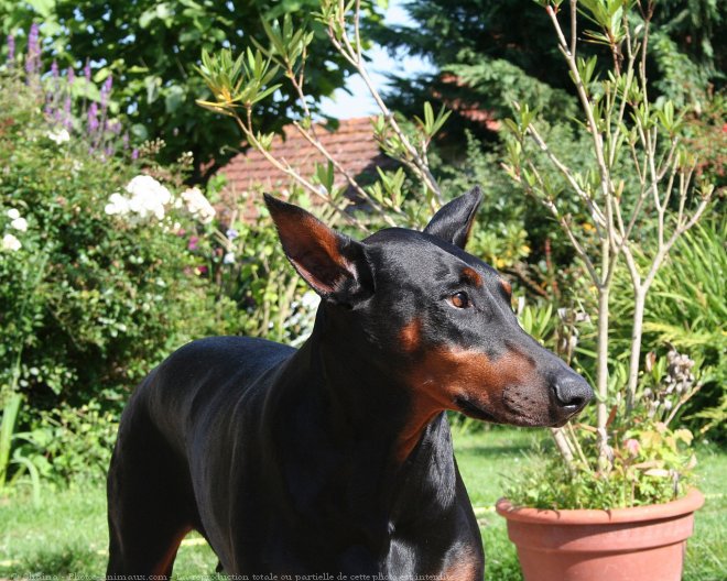 Photo de Dobermann