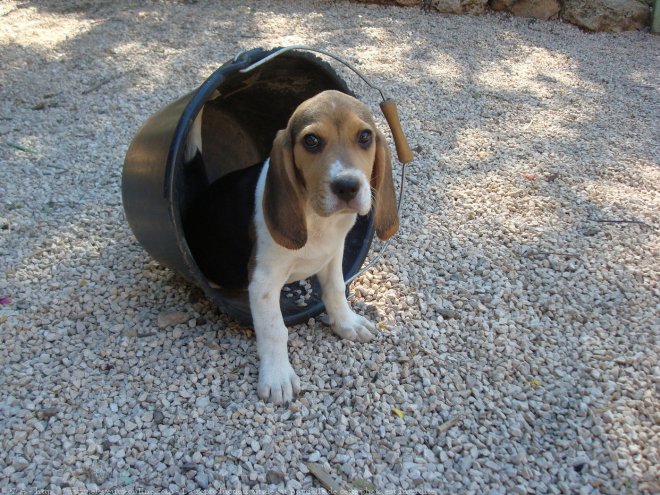 Photo de Beagle