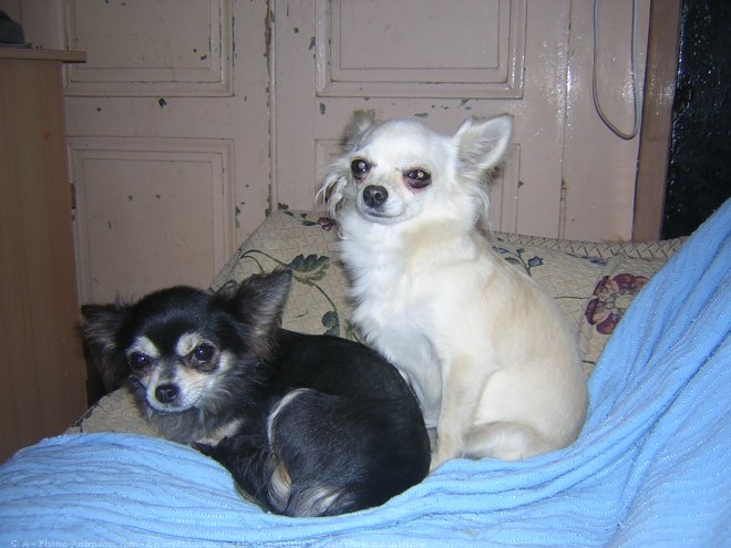 Photo de Chihuahua  poil court