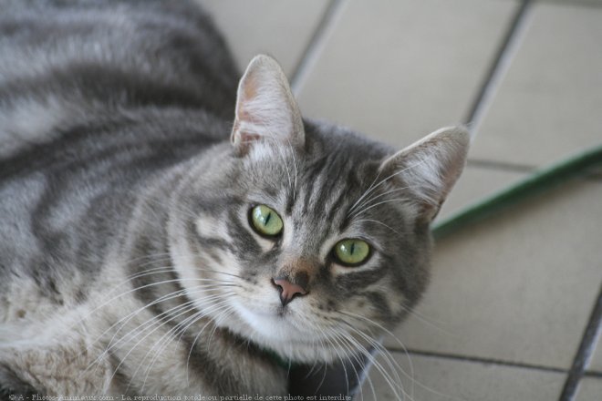 Photo de Chat domestique