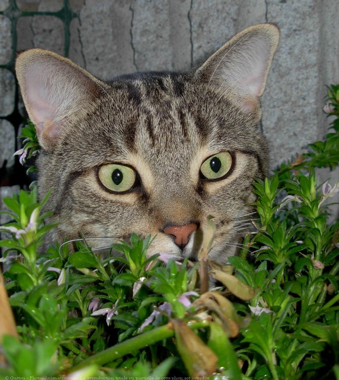 Photo de Chat domestique