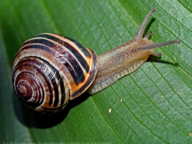 Photo d'Escargot