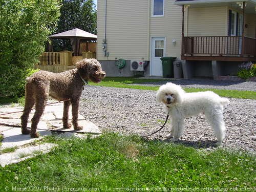 Photo de Caniche moyen