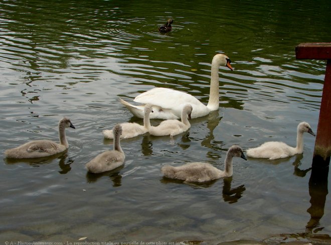 Photo de Cygne