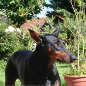 Photo de Dobermann