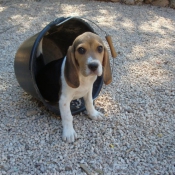 Photo de Beagle