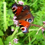 Photo de Papillon - paon du jour