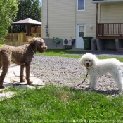 Photo de Caniche moyen