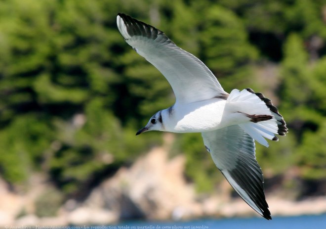 Photo de Mouette