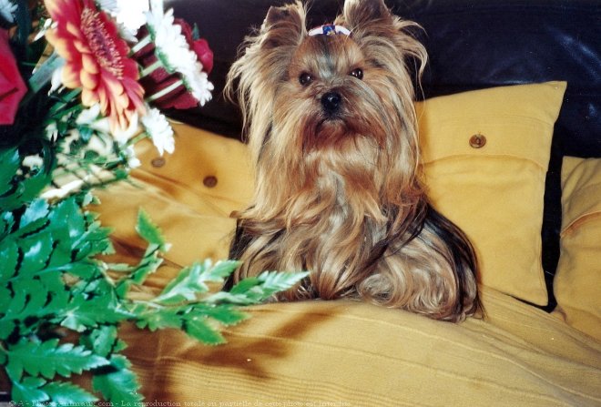 Photo de Yorkshire terrier