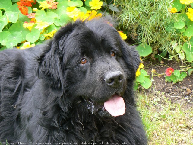 Photo de Chien de terre-neuve