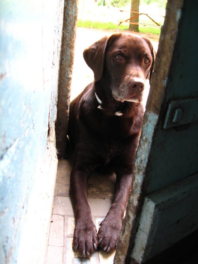 Photo de Labrador retriever