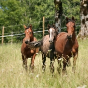 Photo de Races diffrentes