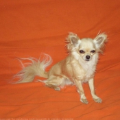 Photo de Chihuahua  poil long