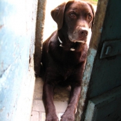 Photo de Labrador retriever