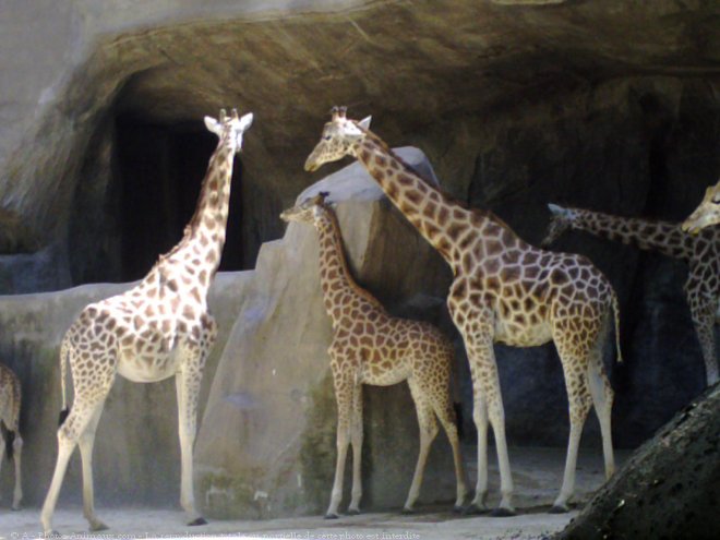 Photo de Girafe