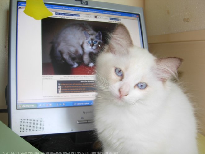 Photo de Ragdoll