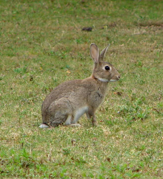 Photo de Lapin