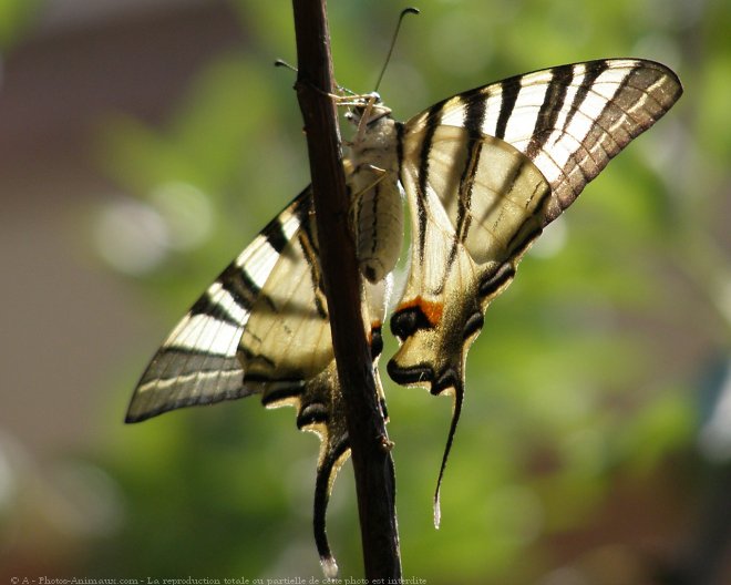 Photo de Papillon - flamb