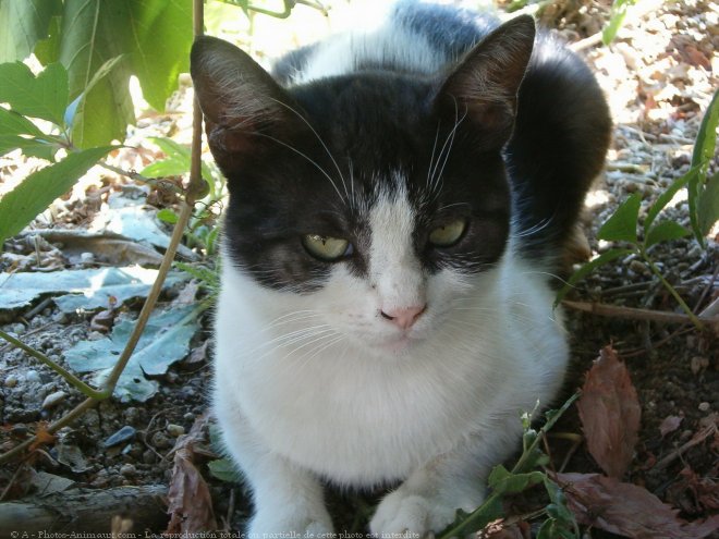 Photo de Chat domestique