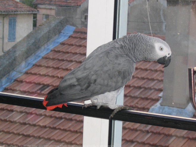 Photo de Perroquet - gris du gabon