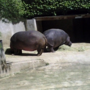 Photo de Hippopotame