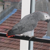 Photo de Perroquet - gris du gabon