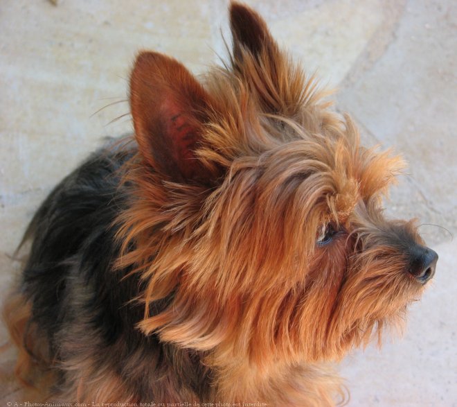 Photo de Yorkshire terrier