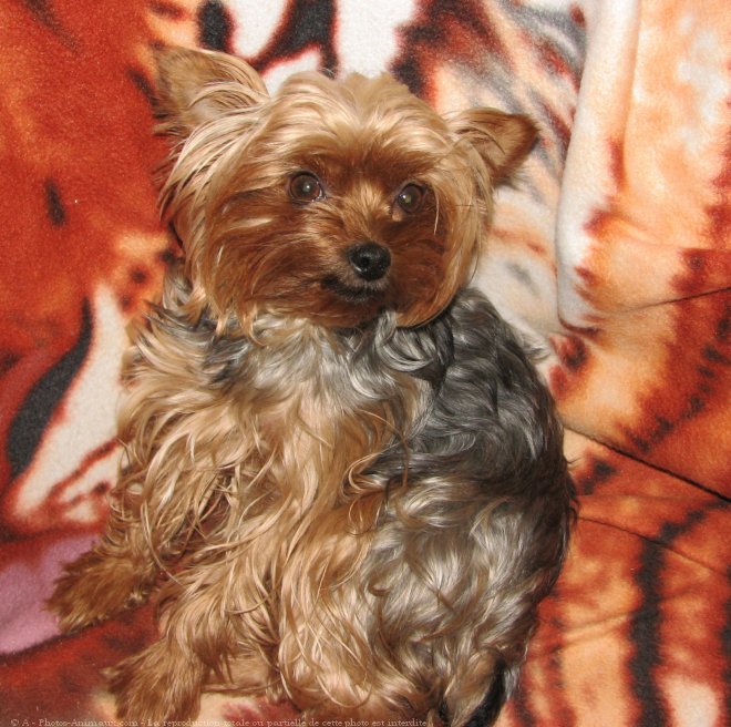 Photo de Yorkshire terrier