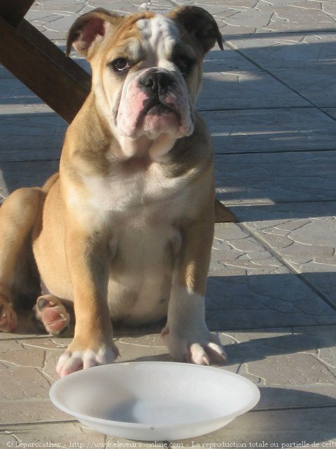 Photo de Bulldog