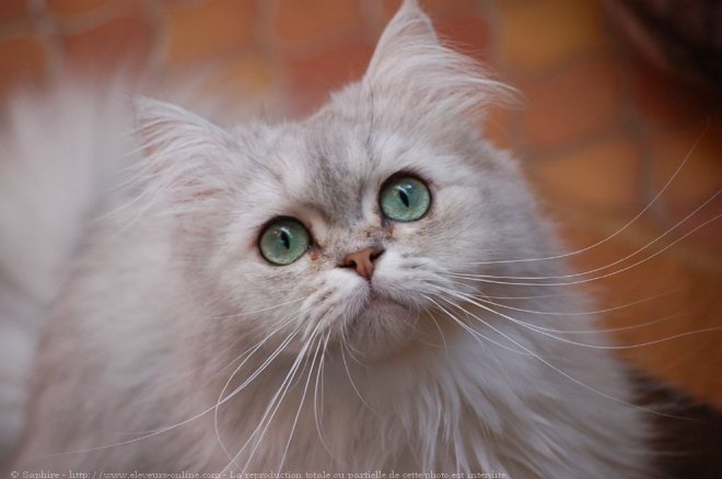 Photo de British longhair