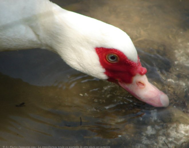 Photo de Canard