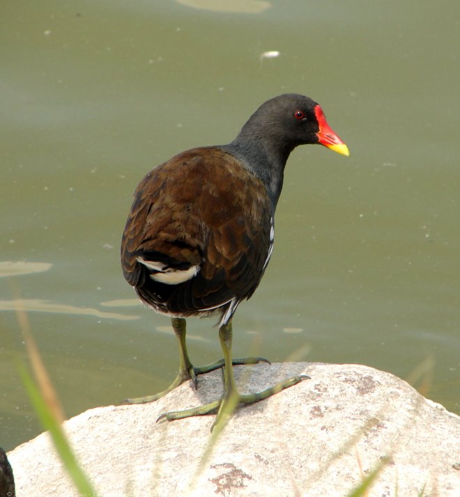 Photo de Poule