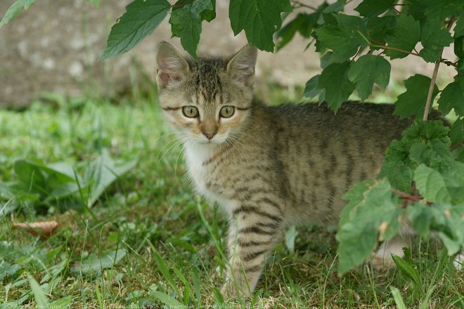 Photo de Chat domestique