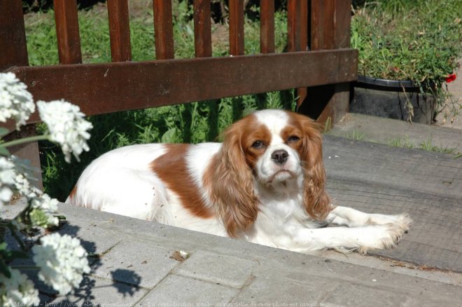 Photo de Cavalier king charles spaniel